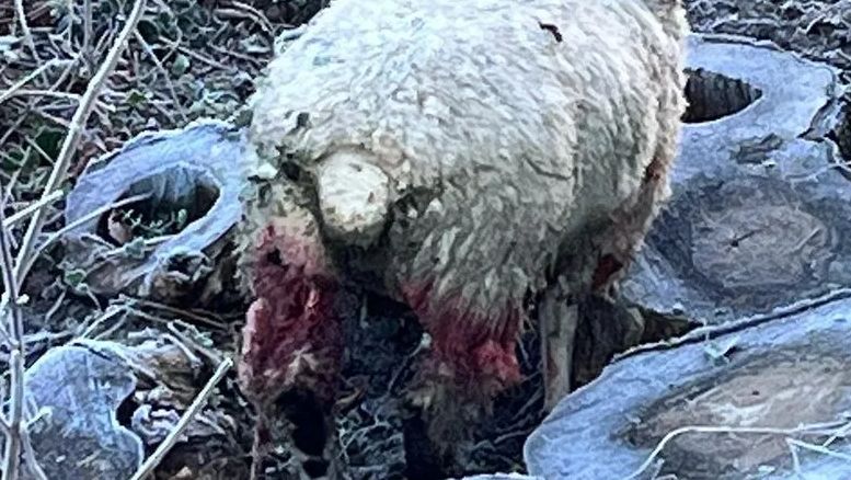 A sheep injured in a dog attack