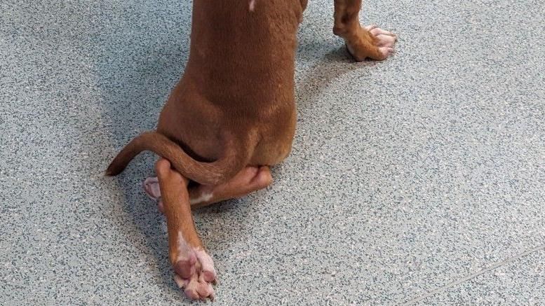 The rear legs of a dog, which appear to be bent in an unnatural way