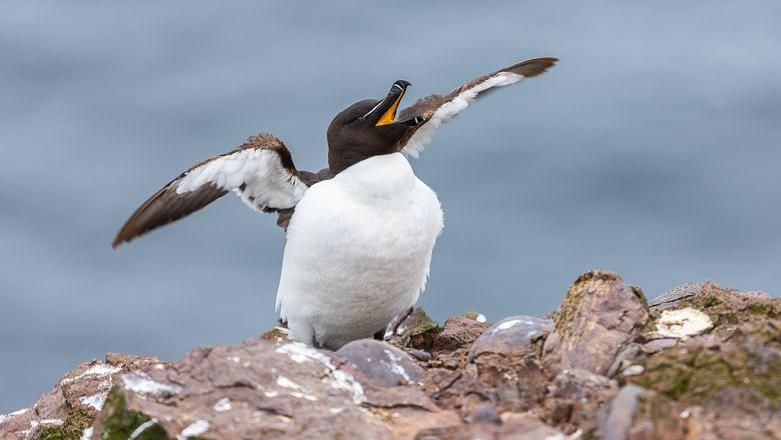 Razorbill