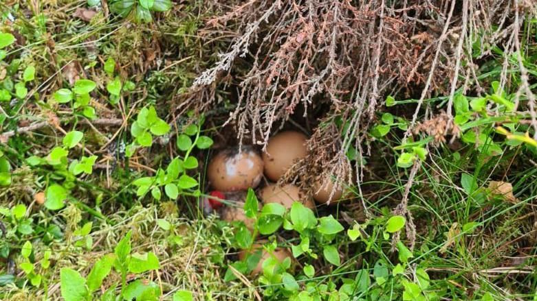 A fake nest with chicken eggs in undergrowth in Cairngorms