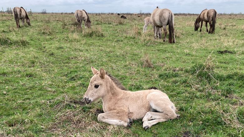 A foal lay in a field with other horses behind it