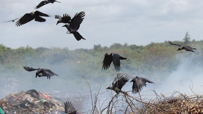 Crows in a garbage dump site in Malindi 