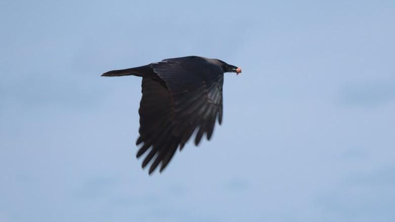 A crow flying in Malindi