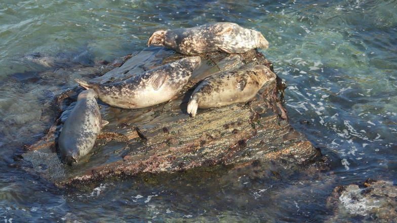 Four seals on a rock, surrounded by seawater