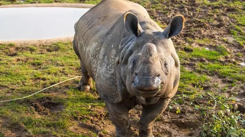 Beluki standing in her enclosure and looking directly at the camera