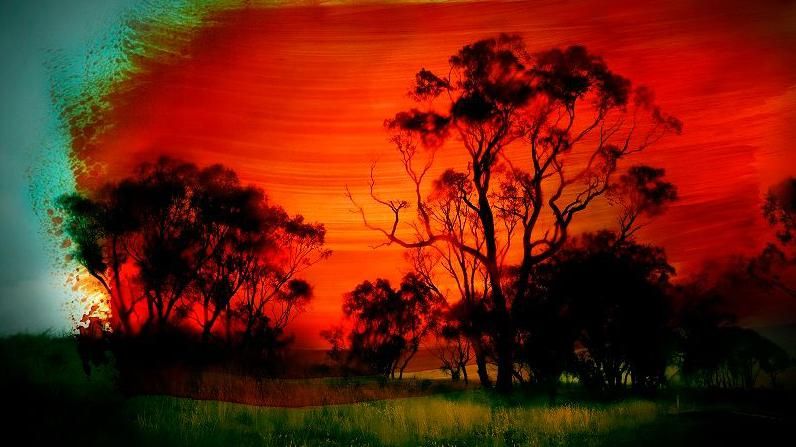 Image of trees with orange sky 