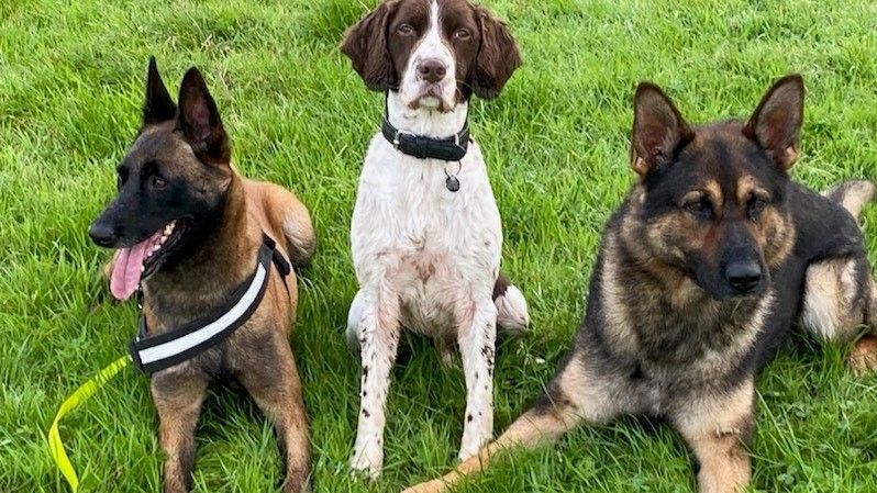Eva (left) with two other dogs when she started training  as a police dog