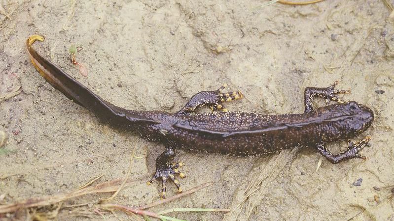 A great crested newt on the ground