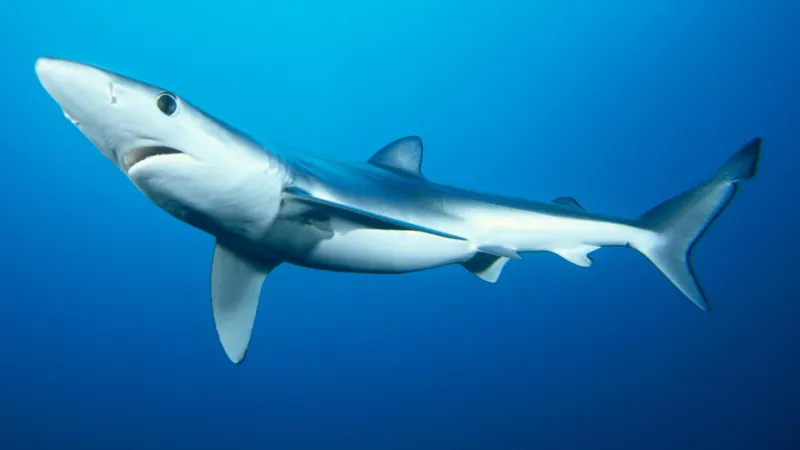 Científicos especializados en tiburones reciben 1 millón de libras esterlinas para ayudar a protegerlos.