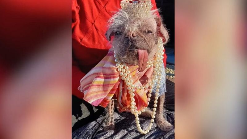 Britain's Ugliest Dog Peggy Beautiful Inside And Out Says Owner - BBC News