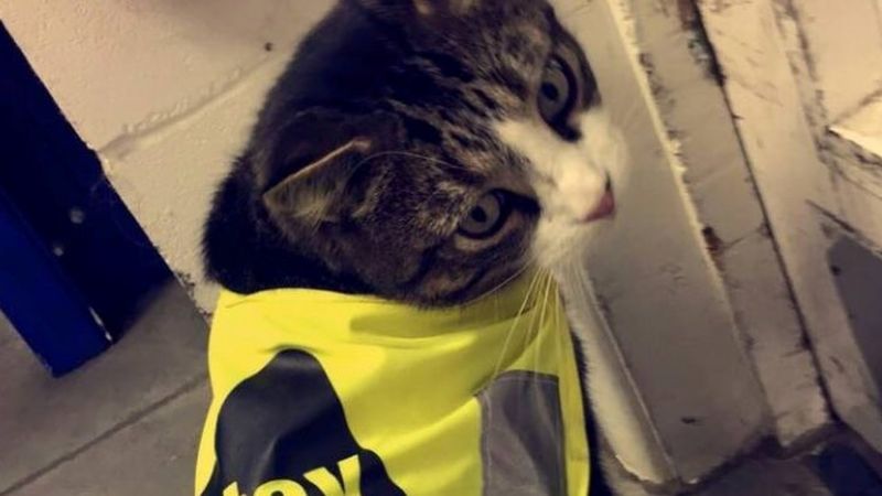 Bicester: Tributes to DIY store cat run over in car park - BBC News