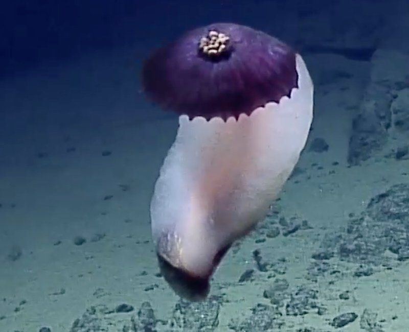 Strange purple sea creatures found in deep ocean trenches - BBC News