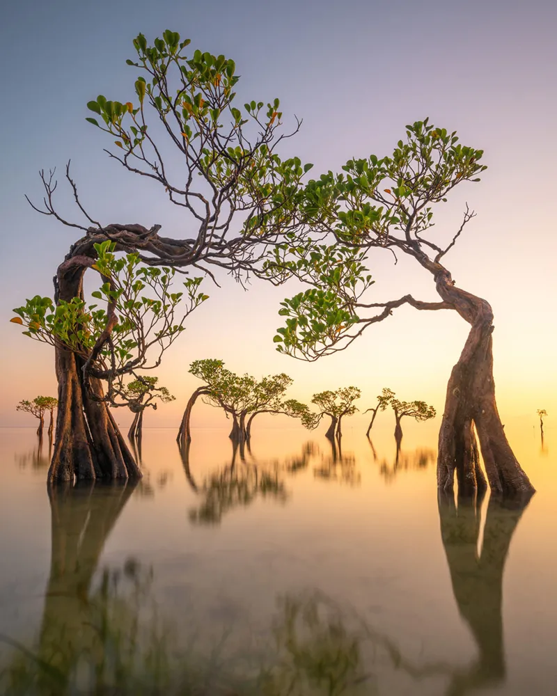  Mangrove Photography Awards 