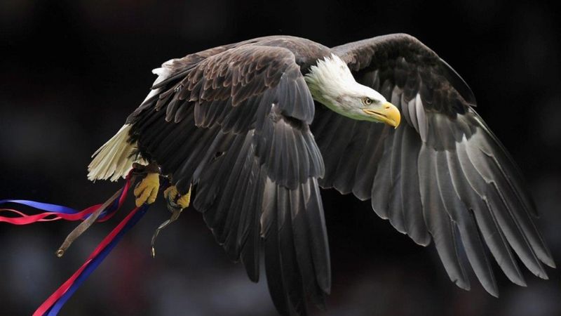 Man arrested for 'trying to punch' Crystal Palace eagle - BBC News