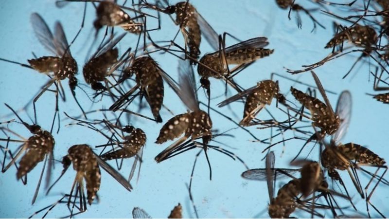 Mosquito Army Released In Zika Fight In Brazil & Colombia - Bbc News