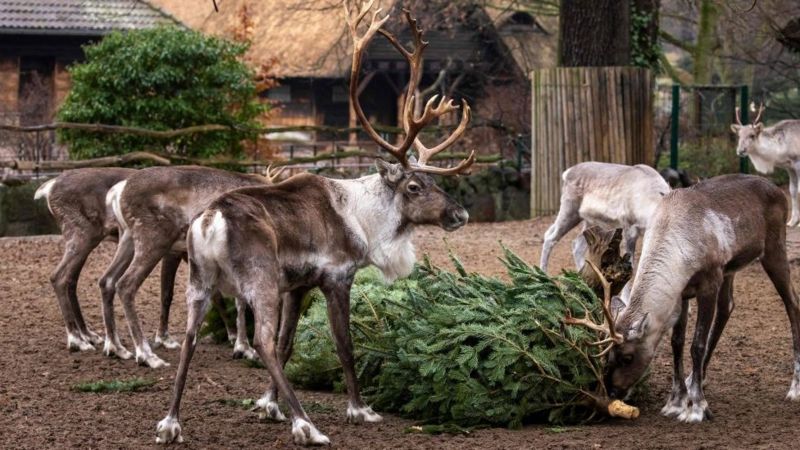 In pictures: Animals feast on Christmas trees - BBC Newsround