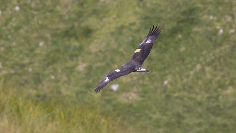 Can Ireland's golden and white-tailed eagles continue to soar? - BBC News
