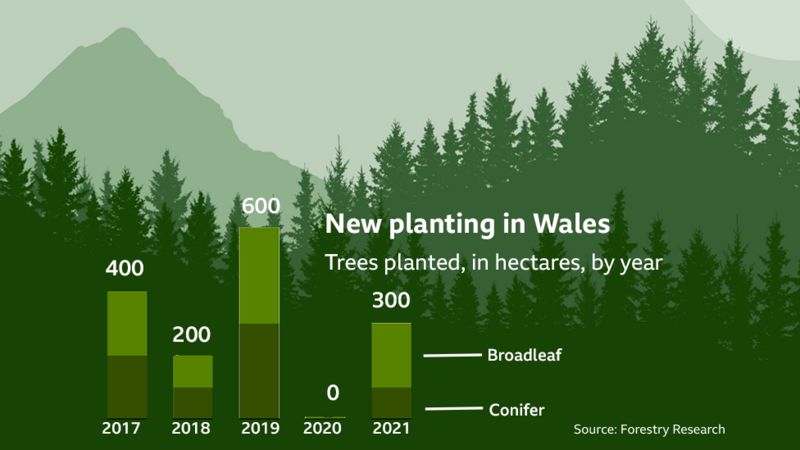 Climate Change: Uncontrolled Tree Planting 'could Harm Landscape' - BBC ...