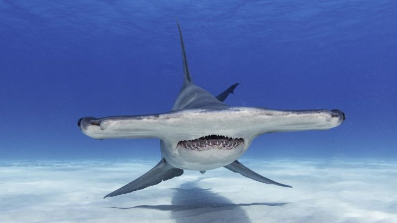 Sharkcano: Nasa captures footage of underwater volcano eruption - BBC ...