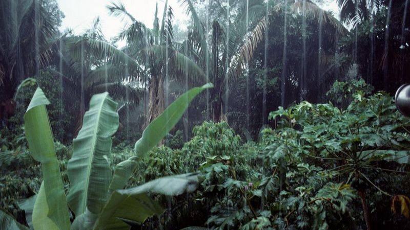 Los niños que sobrevivieron 4 semanas perdidos en el Amazonas