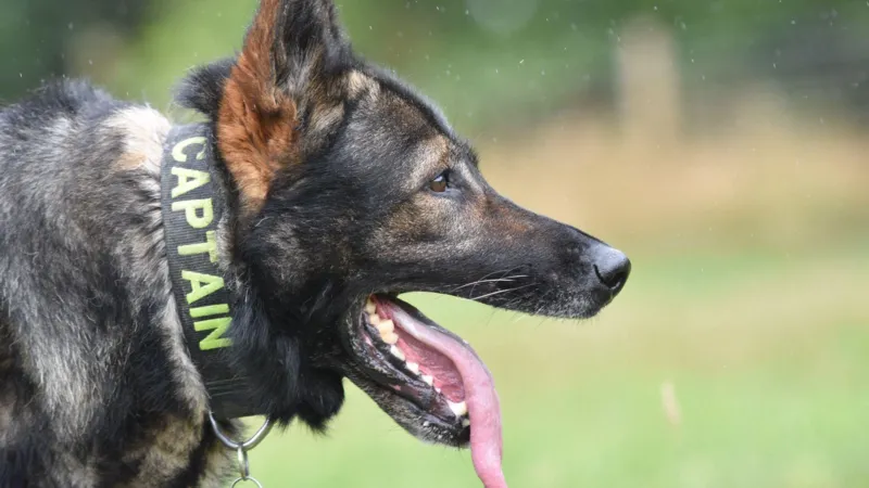 Perro expolicía recuperándose de una cirugía de columna