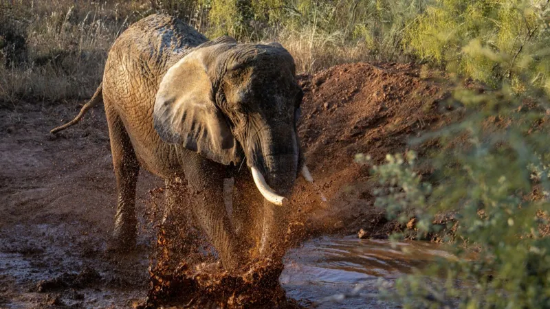 Cómo una organización benéfica de Suffolk le dio una nueva vida al «último elefante de circo». Cómo una organización benéfica de Suffolk le dio una nueva vida al «último elefante de circo».