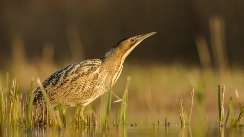 Primul buburuză reproducătoare confirmată într-o rezervație naturală