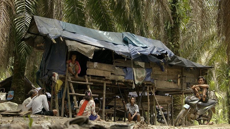 Kelapa Sawit: ‘Kami Sudah Sering Dibohongi’ - Tiga Generasi Suku Anak ...