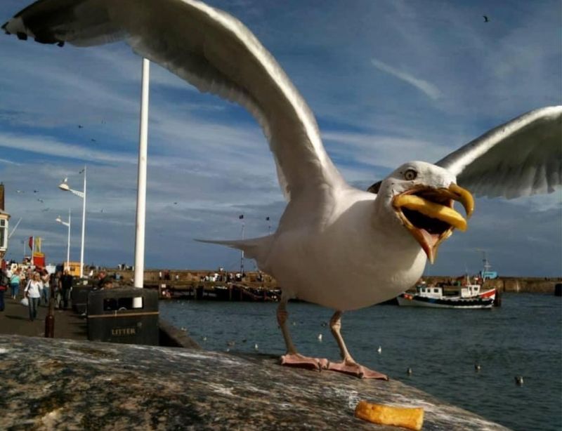 Google buys photographer's shot of seagull eating a chip - BBC News