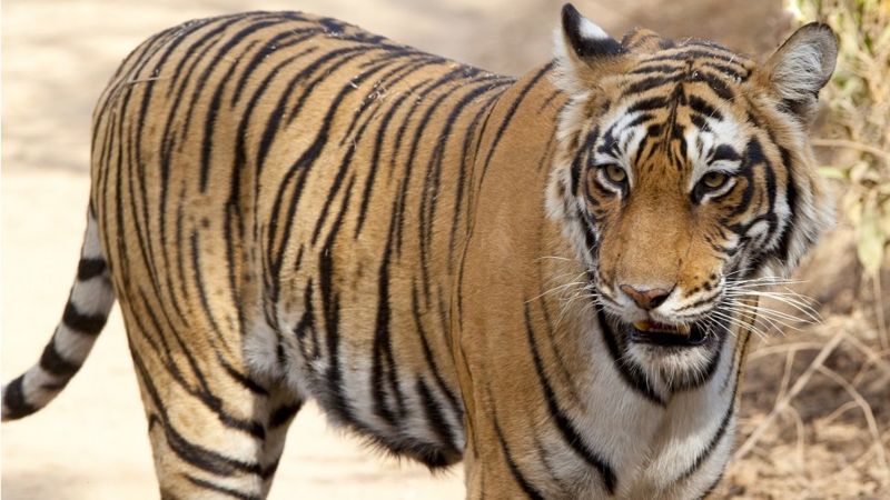 انڈیا کے آدم خور شیروں سے کیسے نمٹا جائے؟ Bbc News اردو 