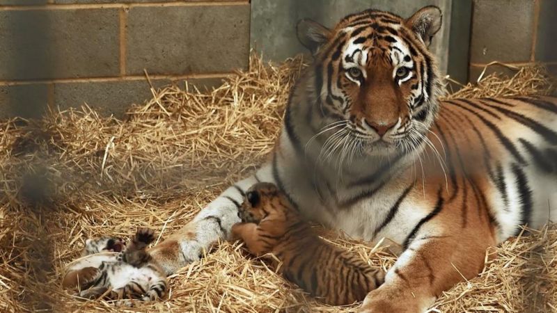 Rare Amur tiger cubs born at Woburn Safari Park - BBC News