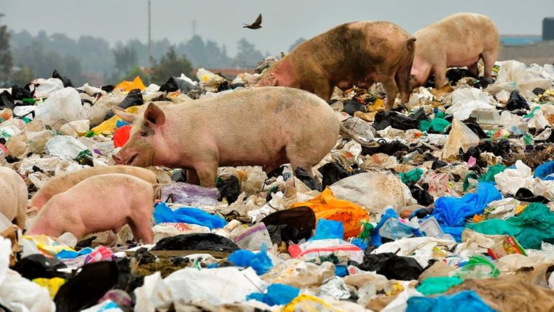 خوک ها از بین زباله ها چرا می کنند