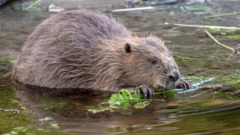 Beavers born in Sussex for first time in 500 years - BBC News