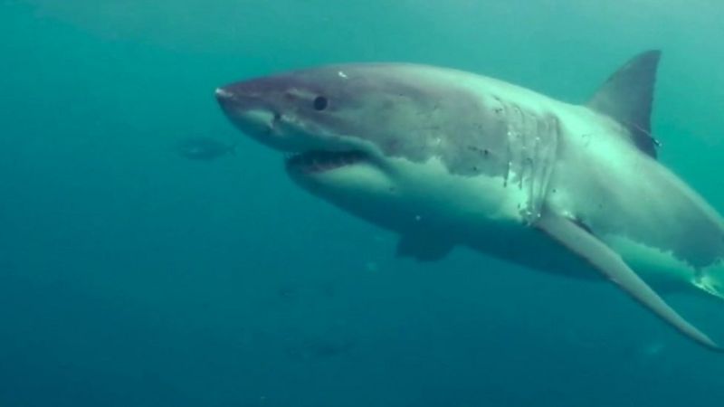 Shark rescued from swimming pool in Australia - BBC News