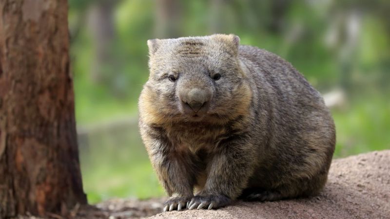 Why wombats have CUBE-SHAPED poo! - BBC Newsround