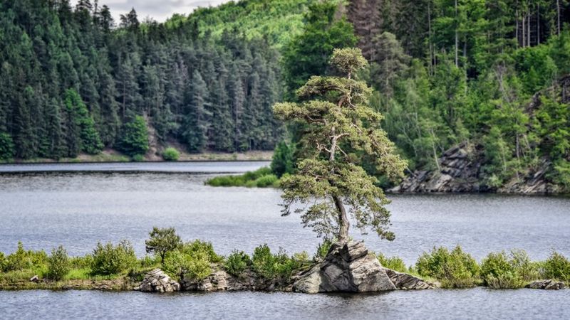 Тополь в сибири фото