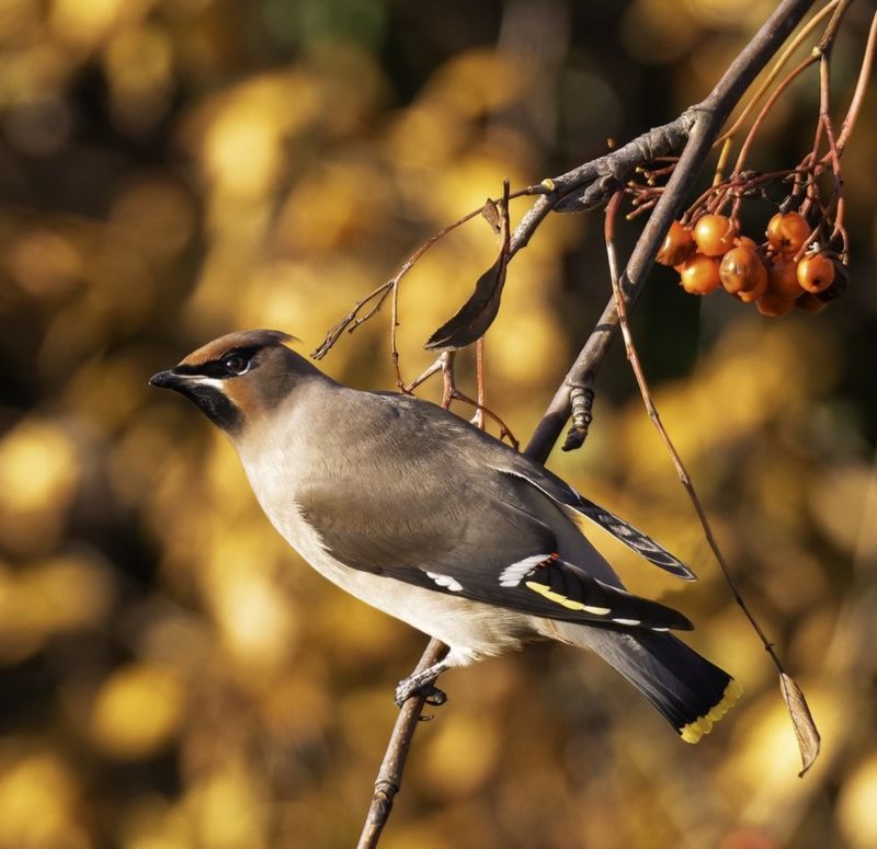 In pictures: Waxwing irruption flies into Scotland - BBC News