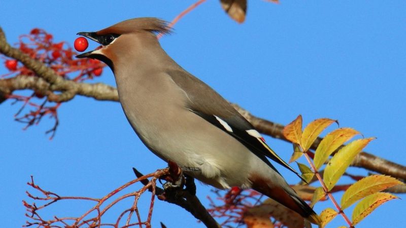 Hassop: Hundreds Of 'exquisite' Waxwings In The Peak District - BBC News