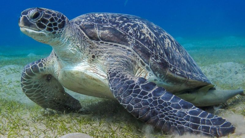 Secret communication of sea animals discovered - BBC News