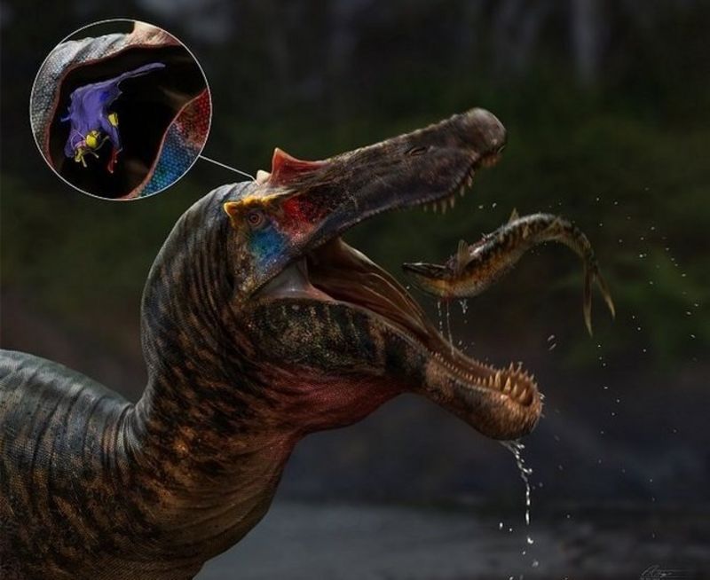 Spinosaur: Scientists have reconstructed the brain of a million-year ...