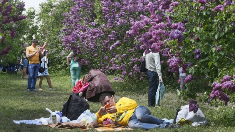 У Києві - "бузкова лихоманка" - BBC News Україна