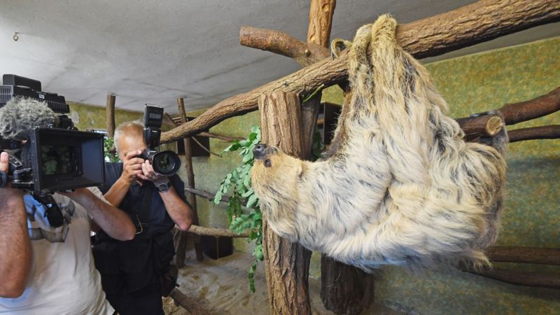 Germany celebrates world's oldest sloth - BBC News