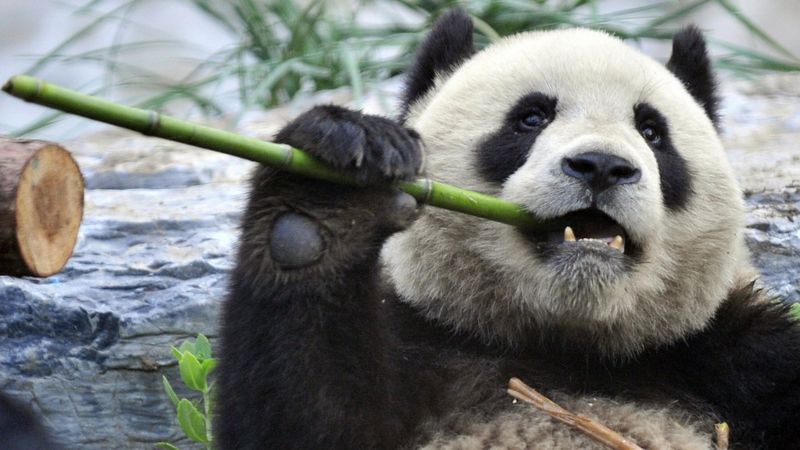 Albino panda spotted in China - BBC Newsround