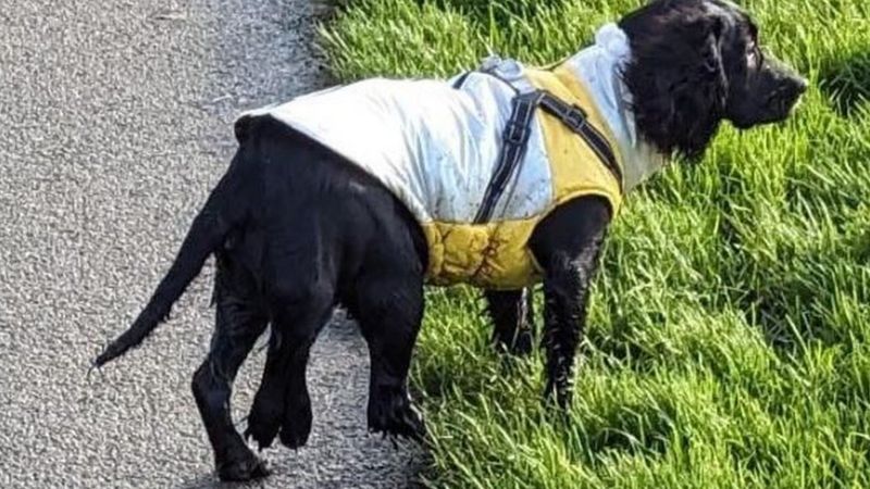 Dog with six legs has operation to remove extra limbs - BBC News