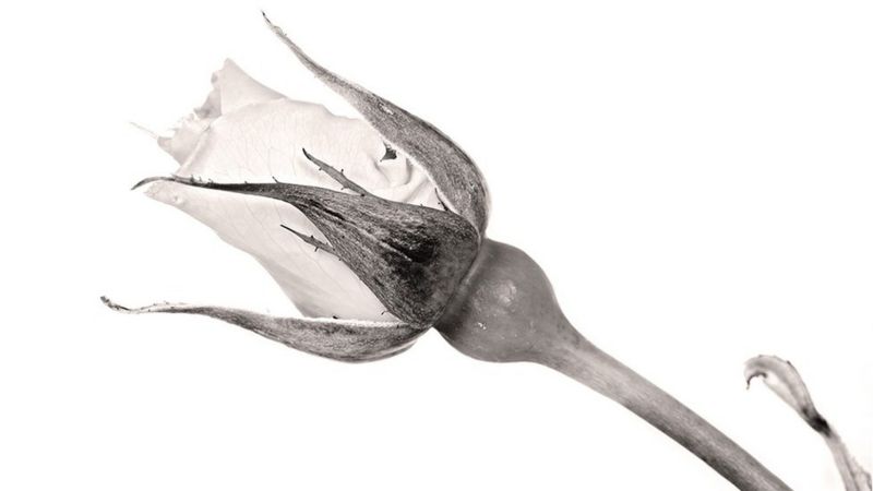 Nosotros proponemos el tema, tú nos envías las fotos - BBC News Mundo