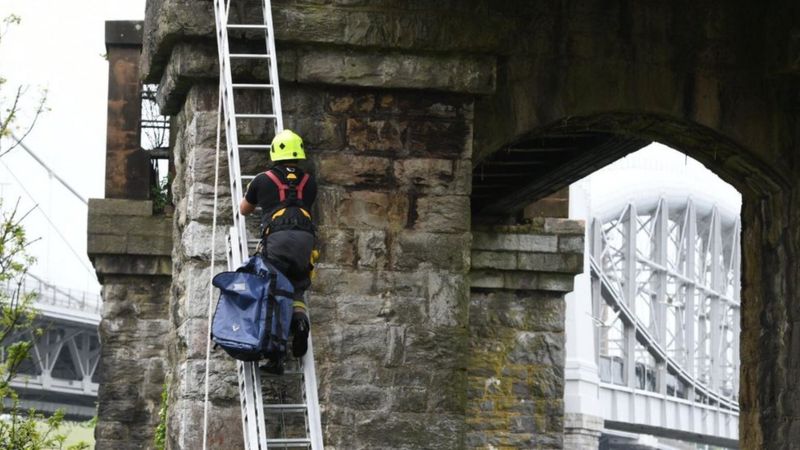 Bridge cat stuck for six days still stranded after rescue fails - BBC News