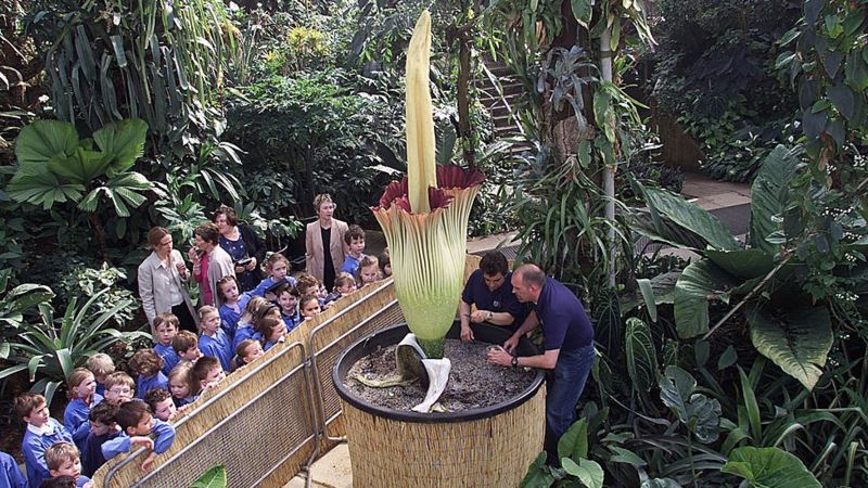 Kew Gardens: Royal Botanic Gardens Breaks Record For Largest Plant ...