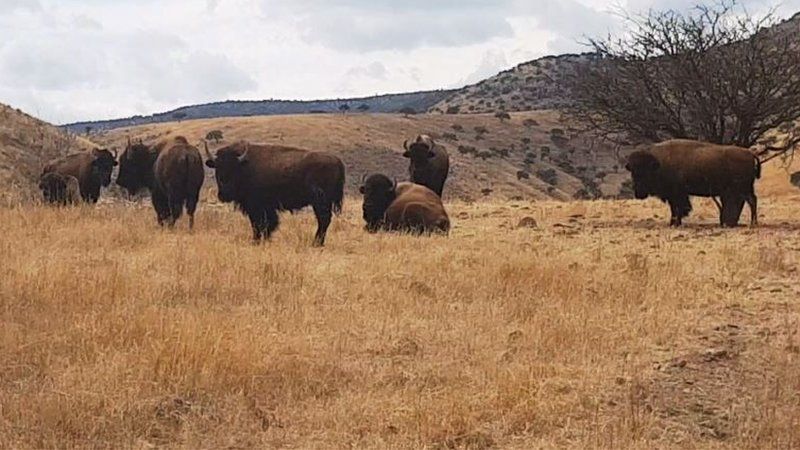 A photo shows buffalos grazing on one of the ranches seized