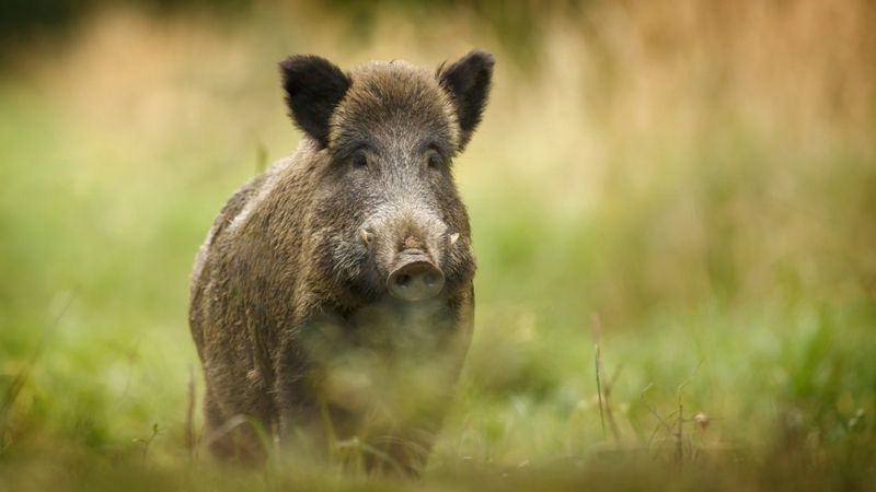 Denmark backs fence on German border to keep out wild boar - BBC News