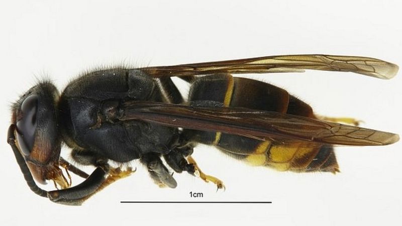 Invasive Asian Hornet Spotted In Britain For First Time Experts